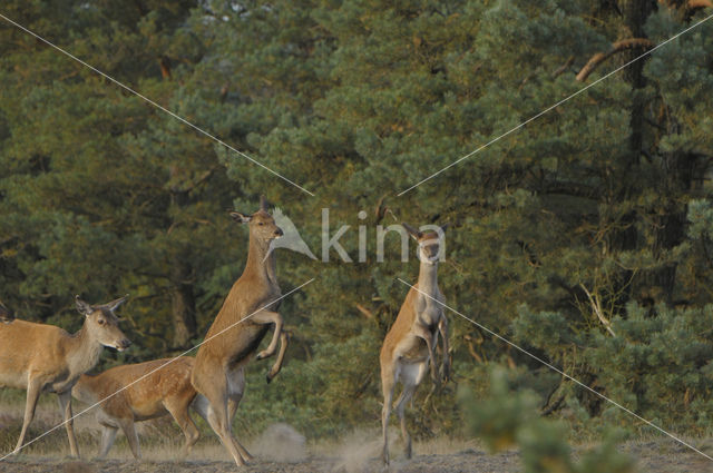 Edelhert (Cervus elaphus)