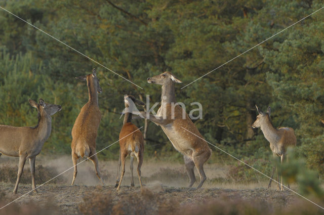 Edelhert (Cervus elaphus)