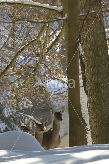 Red Deer (Cervus elaphus)