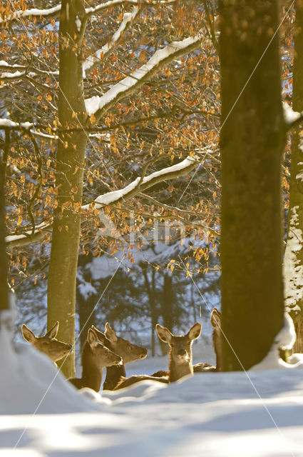 Red Deer (Cervus elaphus)