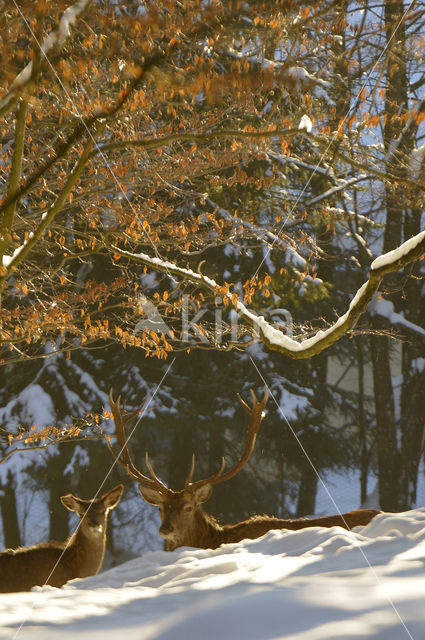 Red Deer (Cervus elaphus)