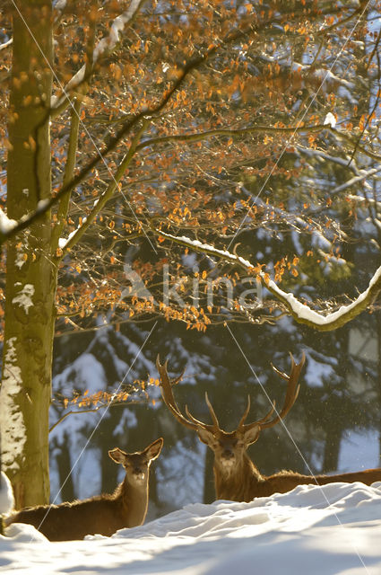 Red Deer (Cervus elaphus)