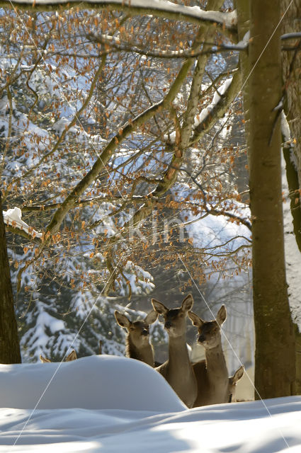 Red Deer (Cervus elaphus)