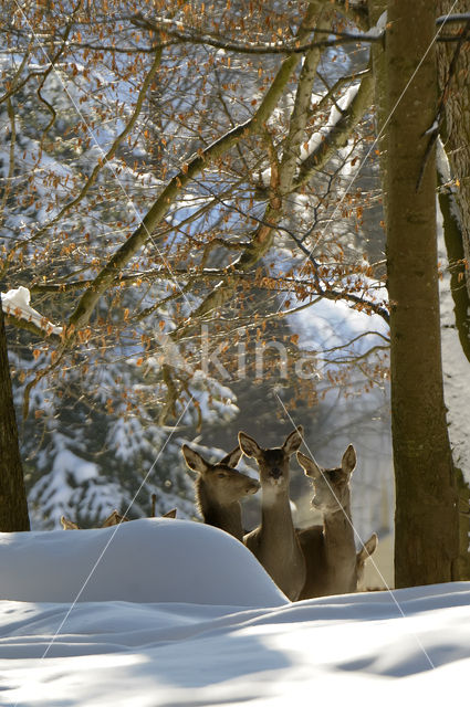 Red Deer (Cervus elaphus)