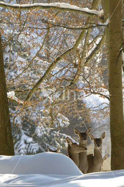 Red Deer (Cervus elaphus)