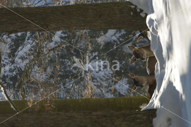 Red Deer (Cervus elaphus)