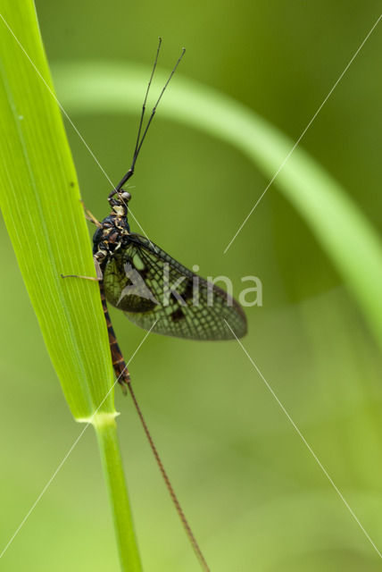 Green Drake (Ephemera danica)