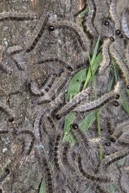 Eikenprocessierups (Thaumetopoea processionea)