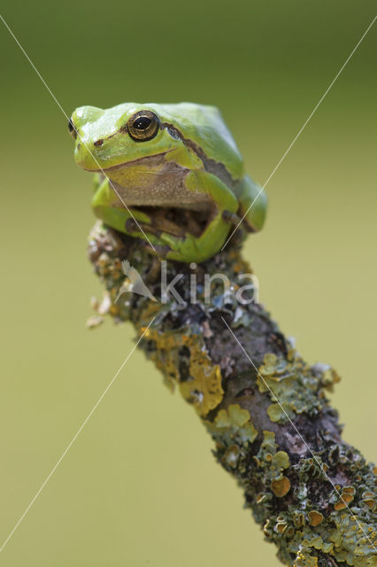 Europese boomkikker (Hyla arborea)