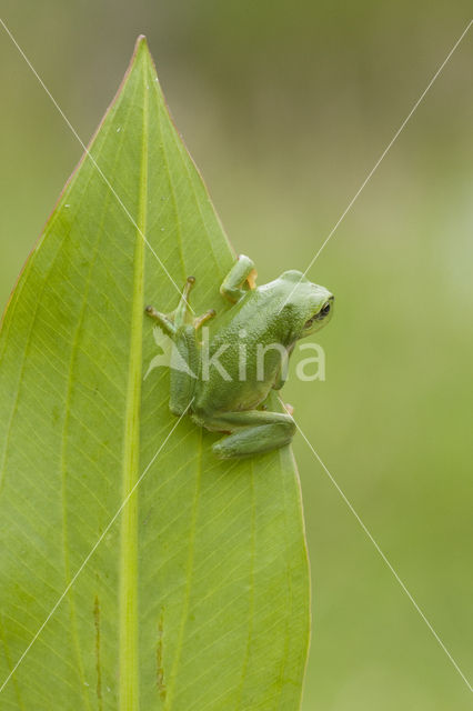 Europese boomkikker (Hyla arborea)