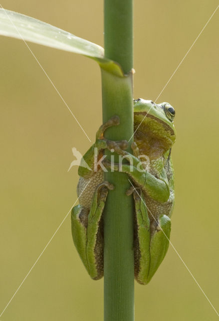 Europese boomkikker (Hyla arborea)