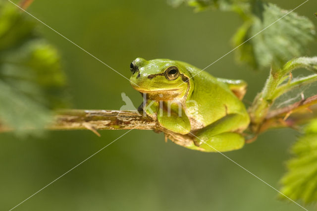 Europese boomkikker (Hyla arborea)