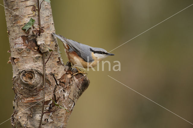 Europese Boomklever (Sitta europaea)