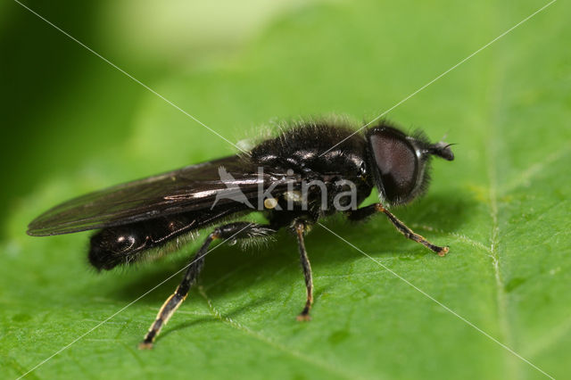 Hoverfly (Pipiza bimaculata)