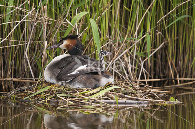 Fuut (Podiceps cristatus)