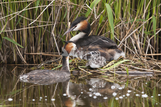 Fuut (Podiceps cristatus)