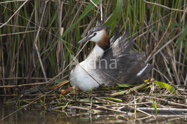 Fuut (Podiceps cristatus)