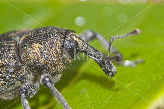 Gegroefde lapsnuitkever (Otiorhynchus sulcatus)