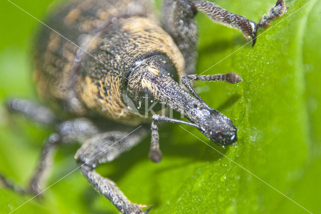 Gegroefde lapsnuitkever (Otiorhynchus sulcatus)