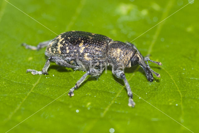 Gegroefde lapsnuitkever (Otiorhynchus sulcatus)