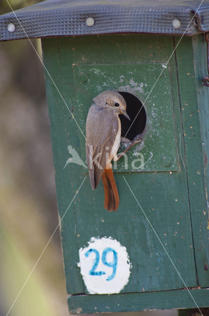 Gekraagde Roodstaart (Phoenicurus phoenicurus)