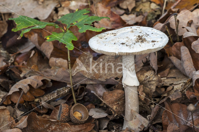 Gele knolamaniet (Amanita citrina)