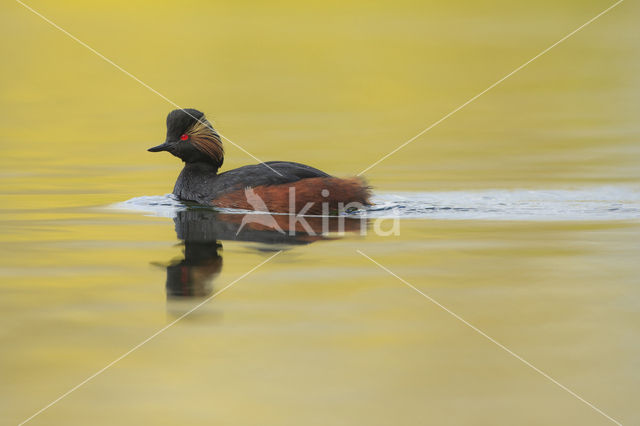 Geoorde Fuut (Podiceps nigricollis)