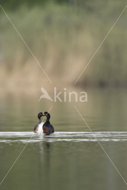 Geoorde Fuut (Podiceps nigricollis)