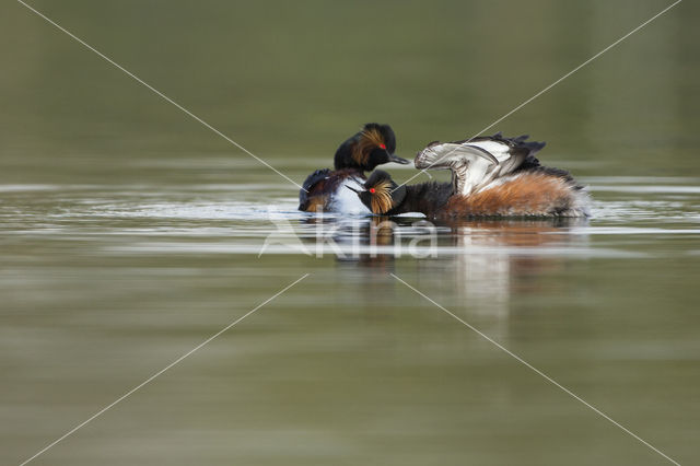 Geoorde Fuut (Podiceps nigricollis)