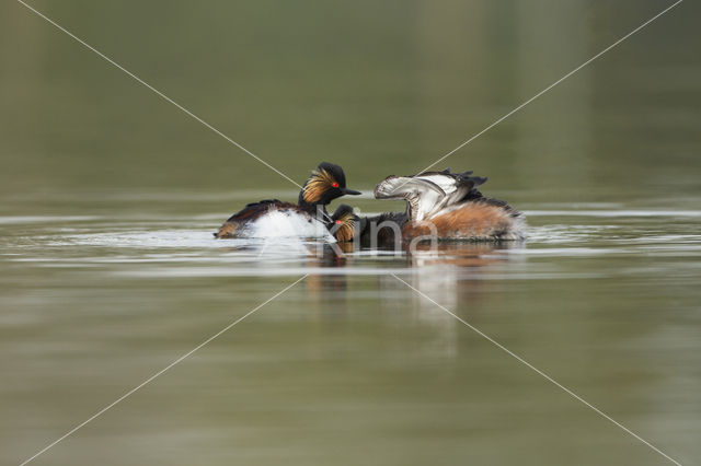 Geoorde Fuut (Podiceps nigricollis)