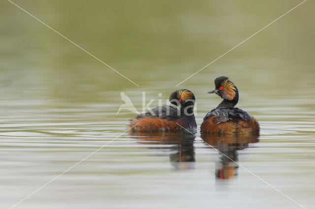 Geoorde Fuut (Podiceps nigricollis)