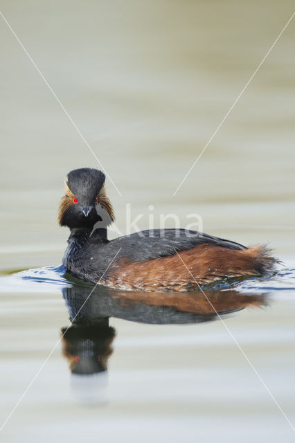 Geoorde Fuut (Podiceps nigricollis)