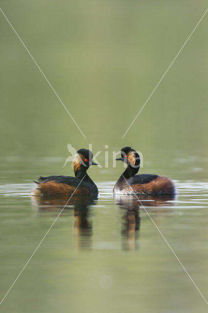 Geoorde Fuut (Podiceps nigricollis)