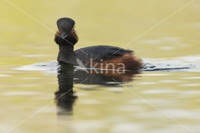 Geoorde Fuut (Podiceps nigricollis)