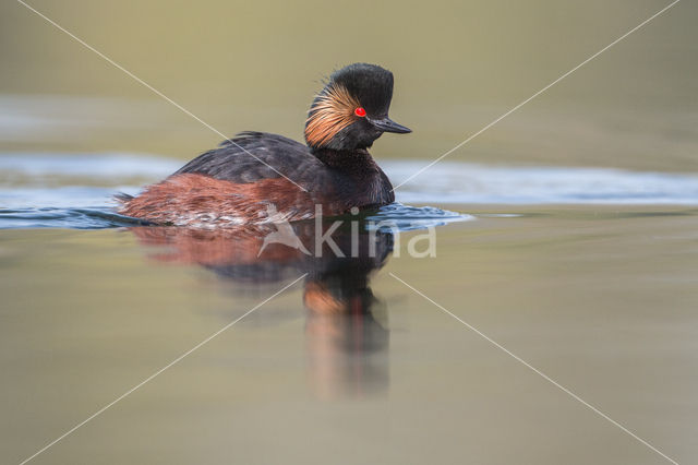 Geoorde Fuut (Podiceps nigricollis)