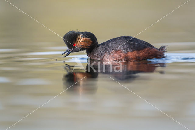 Geoorde Fuut (Podiceps nigricollis)