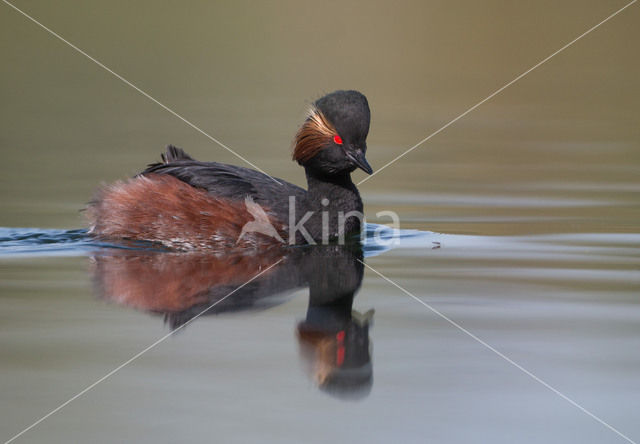 Geoorde Fuut (Podiceps nigricollis)