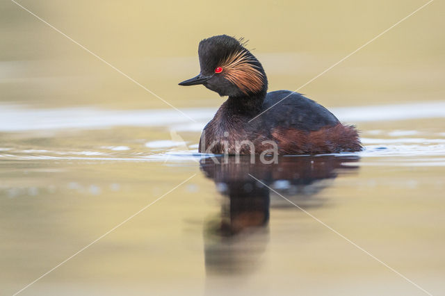 Geoorde Fuut (Podiceps nigricollis)