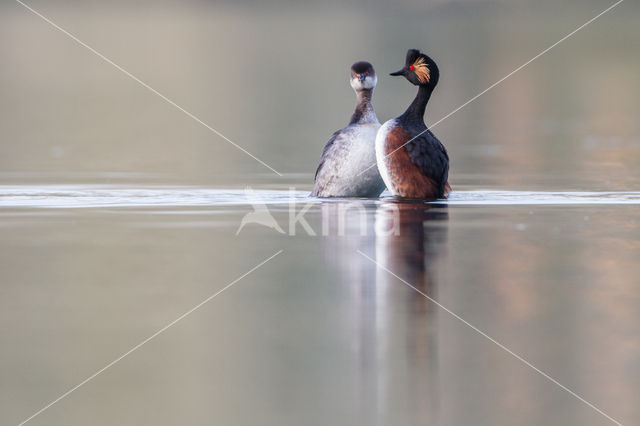 Geoorde Fuut (Podiceps nigricollis)