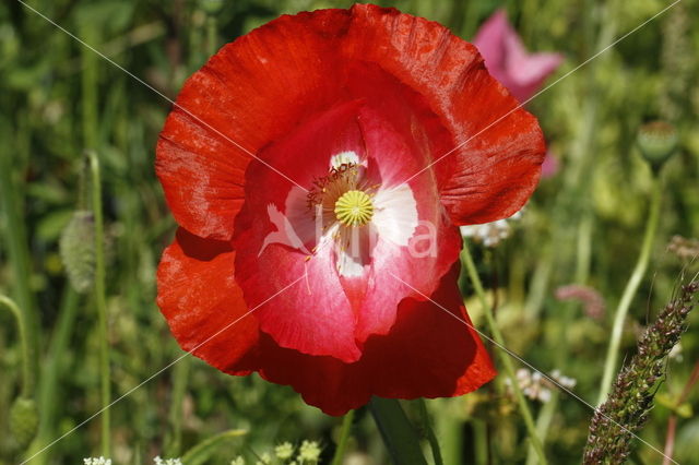 Gewone klaproos (Papaver rhoeas)