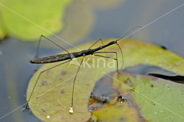 Gewone vijverloper (Hydrometra stagnorum)