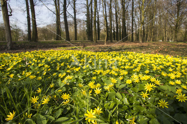 Gewoon speenkruid (Ranunculus ficaria subsp. bulbilifer)