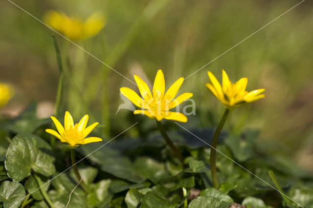 Gewoon speenkruid (Ranunculus ficaria subsp. bulbilifer)