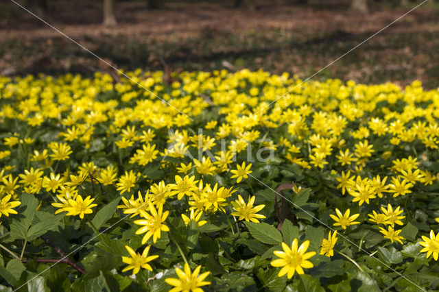 Gewoon speenkruid (Ranunculus ficaria subsp. bulbilifer)