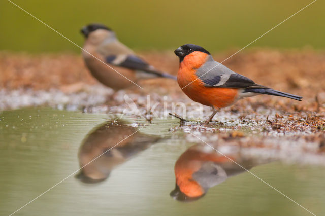 Eurasian Bullfinch (Pyrrhula pyrrhula)