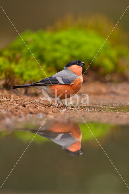 Eurasian Bullfinch (Pyrrhula pyrrhula)