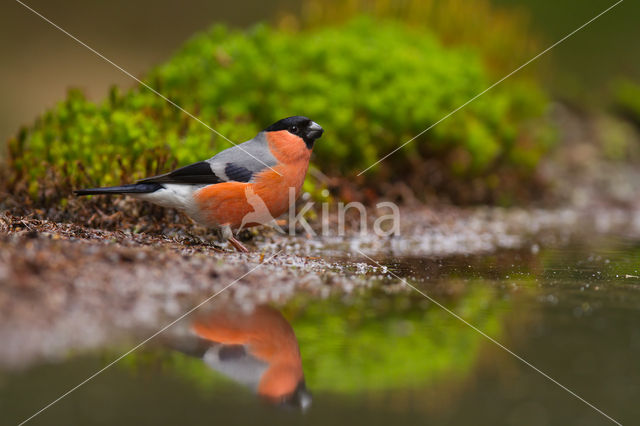 Eurasian Bullfinch (Pyrrhula pyrrhula)