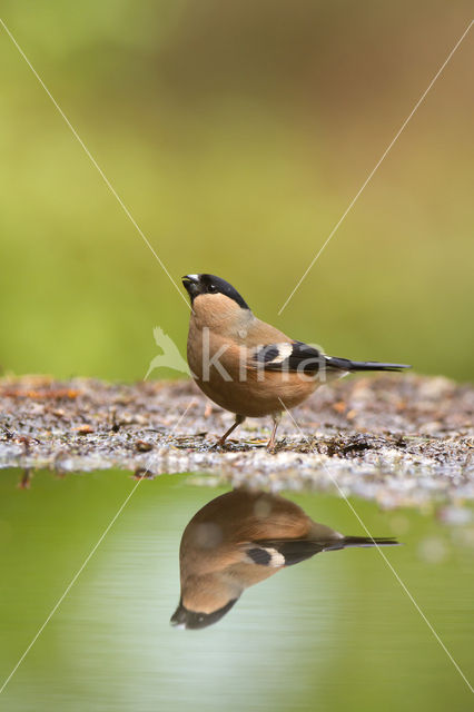 Goudvink (Pyrrhula pyrrhula)