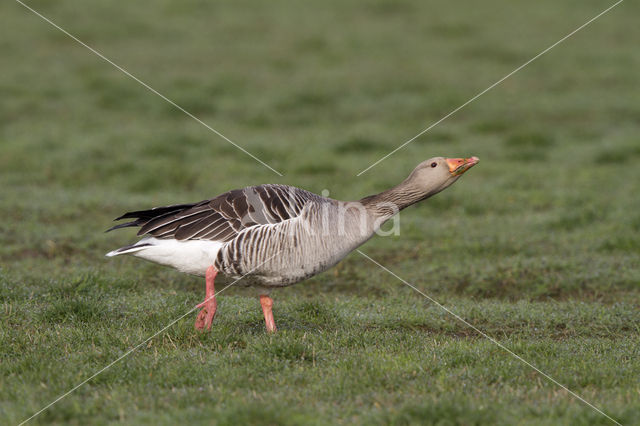 Grauwe Gans (Anser anser)