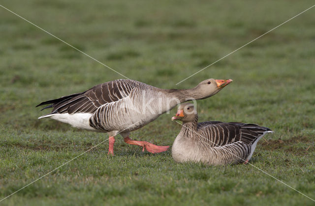 Grauwe Gans (Anser anser)